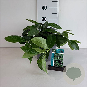 Prunus l. 'Mount Vernon' 20-30 cm 3,5L