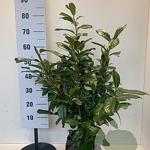 Prunus l. 'Novita' 50-60 cm met kluit