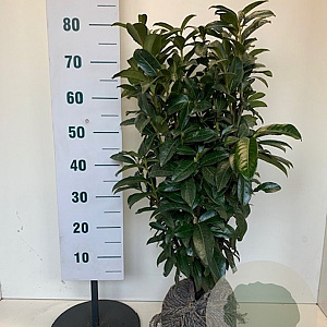 Prunus l. 'Novita' 80 cm met kluit