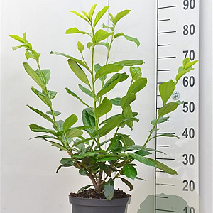 Prunus l. 'Novita' 80-100 cm 5,0L