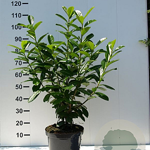 Prunus l. 'Novita' 80-100 cm 5,0L
