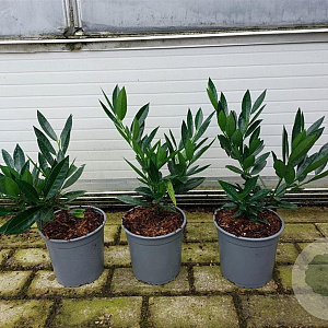 Prunus l. 'Otto Luyken' 20-30 cm 2,5L