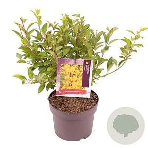 Forsythia int. Minigold 30-40 cm 3,0L