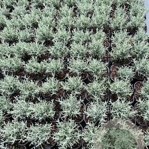 Santolina chamaecyparissus GM 2,0L