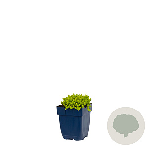 Sedum acre 'Yellow Queen' GM  P11