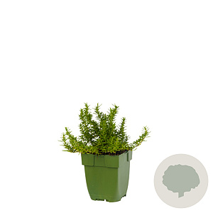 Rosmarinus lavandulaceus GM  P11