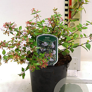 Abelia grandifl. 'Francis Mason' 25-30 cm 2,0L