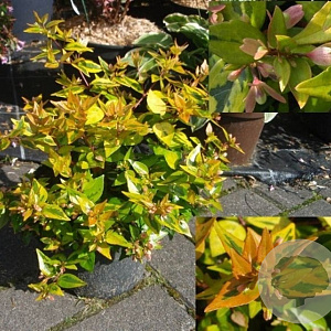 Abelia grandifl. 'Gold Spot' 60-80 cm 10L