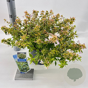 Abelia grandifl. Happy Daydream 25-30 cm 3,0L