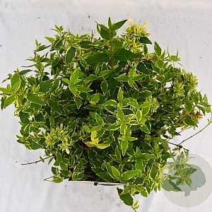 Abelia grandifl. Jelly Beans 25-30 cm 3,0L