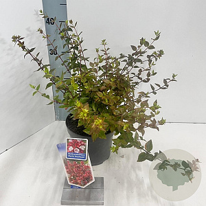 Abelia grandifl. Mystic Daydream 25-30 cm 2,0L