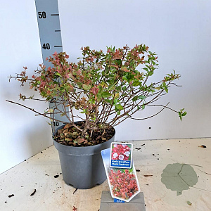 Abelia grandifl. Mystic Daydream 25-30 cm 3,0L
