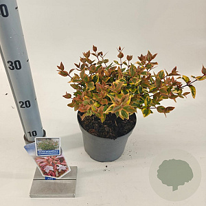 Abelia grandifl. Sunshine Daydream 25-30 cm 2,0L
