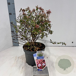 Abelia grandifl. Sunshine Daydream 25-30 cm 3,0L