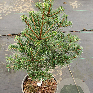 Abies grandis 40-60 cm 5,0L