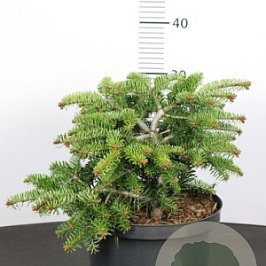 Abies nordmanniana 20-30 cm 10L