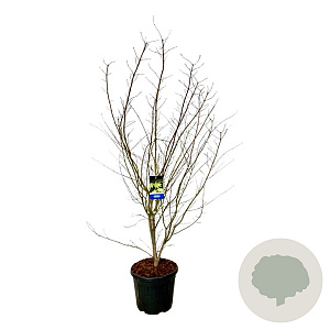 Acer Arctic Jade 200-225 cm cont. 55L extra