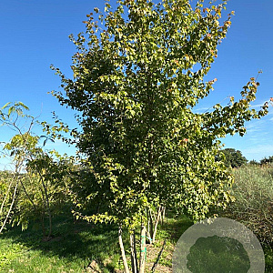 Acer buergerianum 400-450 cm draadkluit meerstammig