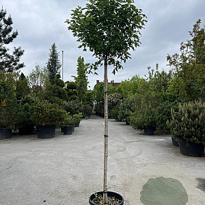 Acer campestre 'Anny's Globe' 8-10 cm 25L 225 cm stam