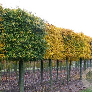 Acer campestre 'Elsrijk' 10-12 HO draadkluit LEIVORM 200 cm stam