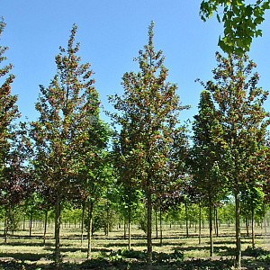 Acer campestre 'Red Shine' 12-14 HO draadkluit