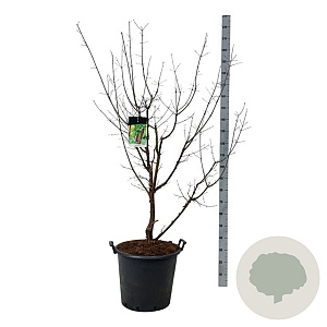 Acer griseum 150-175 cm cont. 55L extra