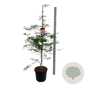 Acer Ice Dragon 150-175 cm 30L extra