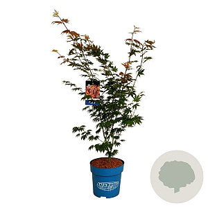 Acer North Wind 100-125 cm 15L