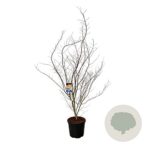 Acer North Wind 200-225 cm cont. 55L extra