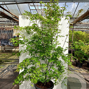 Acer palmatum 175-200 cm cont. 90L meerstammig