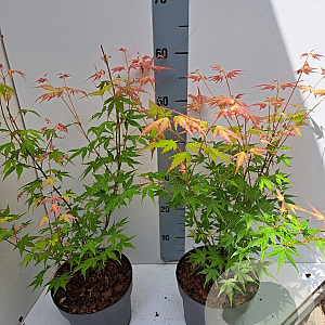 Acer pal. 'Katsura' 40-50 cm 3,0L