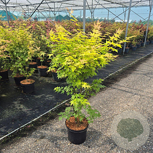 Acer pal. 'Orange Dream' 80-100 cm 10L