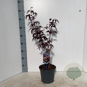 Acer pal. 'Red Emperor' 60 cm 3,0L