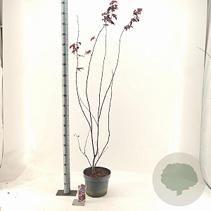 Acer pal. 'Red Emperor' 80-100 cm 10L