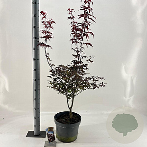 Acer pal. 'Red Emperor' 80-100 cm 10L