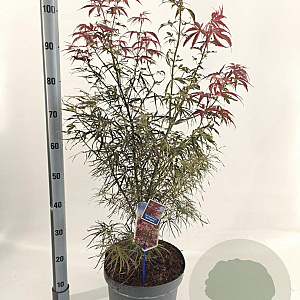 Acer pal. 'Red Pygmy' 70-90 cm 10L