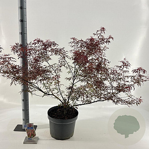 Acer pal. Royal Garnet 80-100 cm 10L