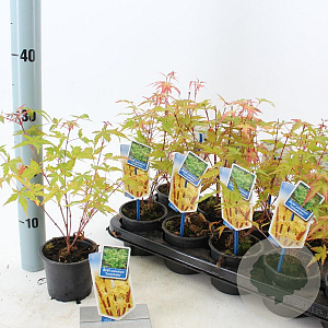 Acer pal. 'Sangokaku' 25-30 cm P10,5