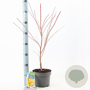 Acer pal. 'Sangokaku' 50-60 cm 3,0L