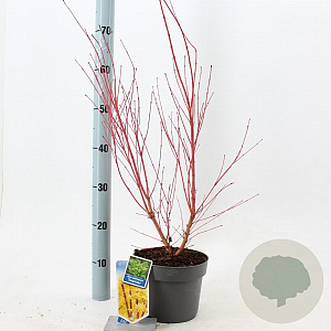 Acer pal. 'Sangokaku' 50-60 cm 3,0L