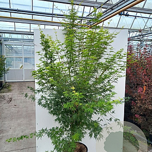 Acer pal. 'Seiryu' 125-150 cm 40L meerstammig
