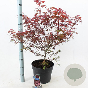 Acer pal. 'Shaina' 40-50 cm 10L