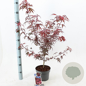 Acer pal. 'Shaina' 50-60 cm 3,0L