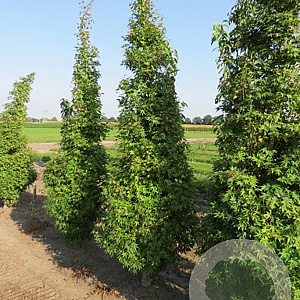 Acer pal. 'Silhouette' 250-300 cm cont. 130L meerstammig
