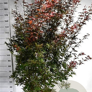 Acer pal. 'Skeeter's Broom' 200-250 cm 45L meerstammig