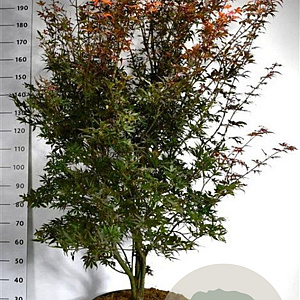 Acer pal. 'Skeeter's Broom' 200-250 cm 45L meerstammig