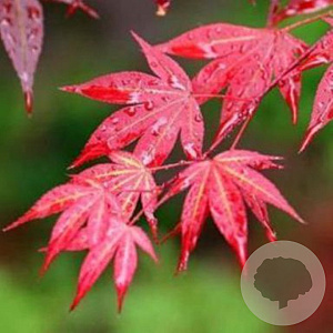 Acer pal. 'Yezo-nishiki' 70-80 cm 10L