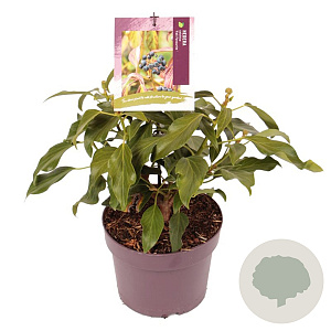 Hedera col. 'Fall Favourite' 30-35 cm 3,0L