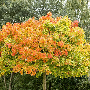 Acer plat. 'Globosum' 10-12 HO draadkluit