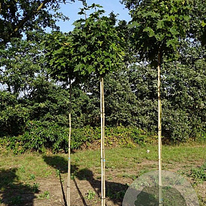 Acer plat. 'Globosum' 10-12 HO draadkluit